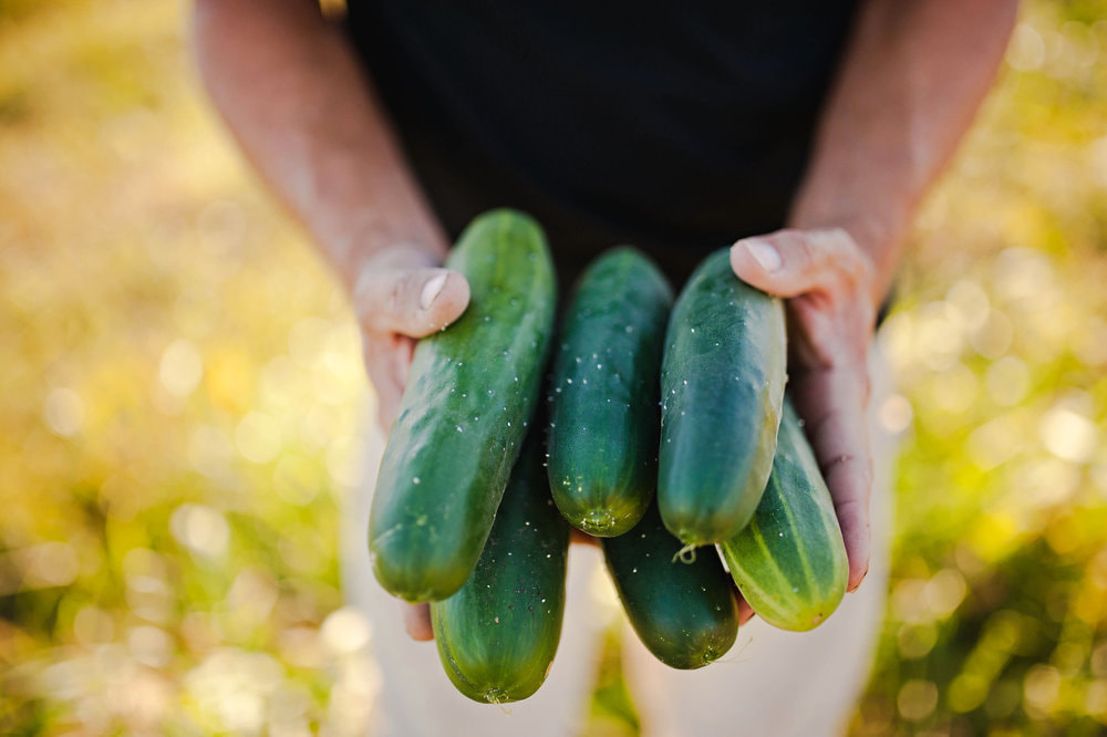 Cartermere Farms Fresh Cucumbers