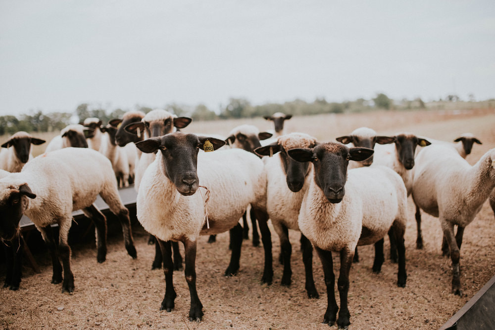 Cartermere Farms Sheep